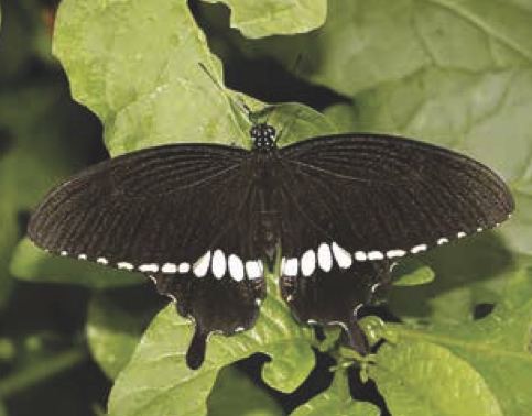 Papilio polytes