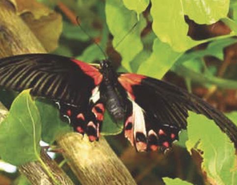 Papilio rumanzovia
