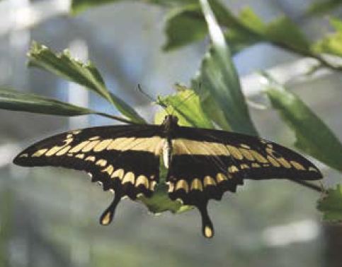 Papilio thoas