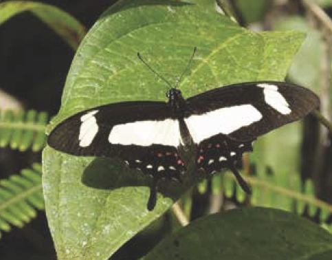 Papilio torquatus