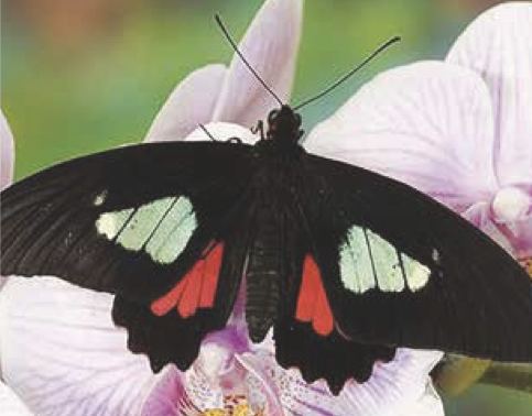 Parides arcas