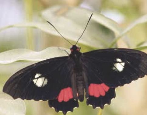Parides iphidamas
