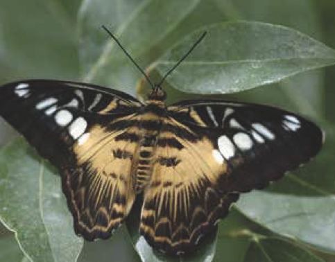 Parthenos sylvia