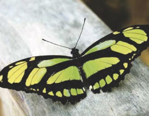 Philaethria dido