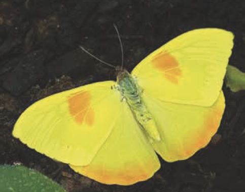 Phoebis philea