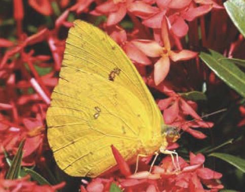 Phoebis sennae