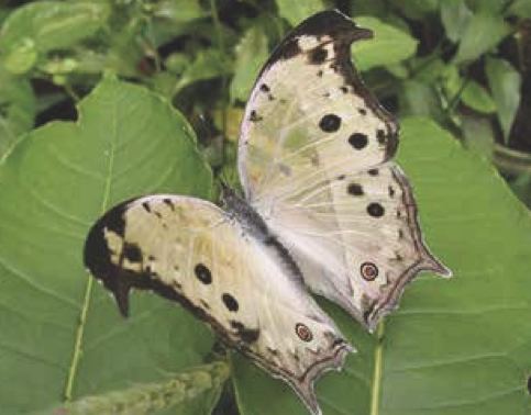 Salamis parhassus