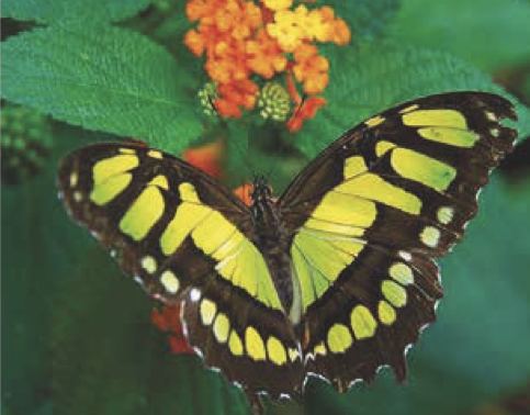 Siproeta stelenes (malachite)