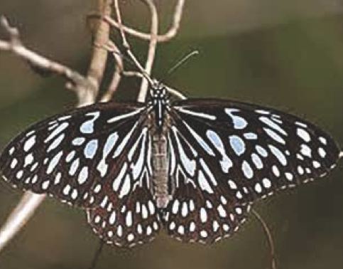 Tirumala septentrionis
