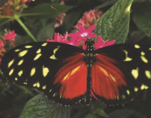 Tithorea tarricina