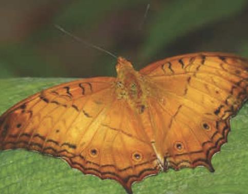 Vindula dejone