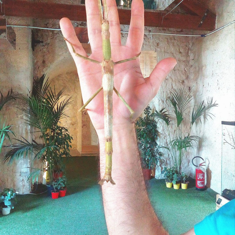 Un insetto stecco su una mano