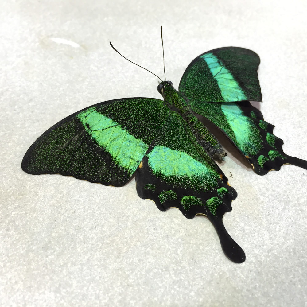 Papilio palinurus, verde smeraldo